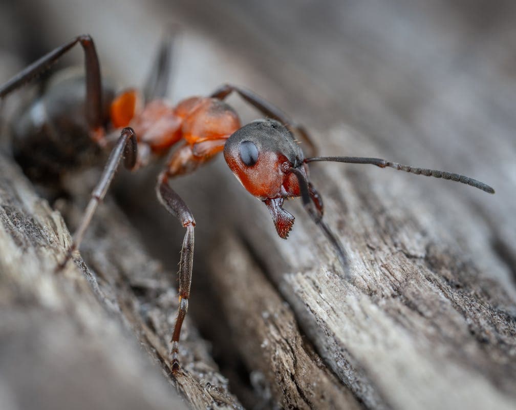 Ants