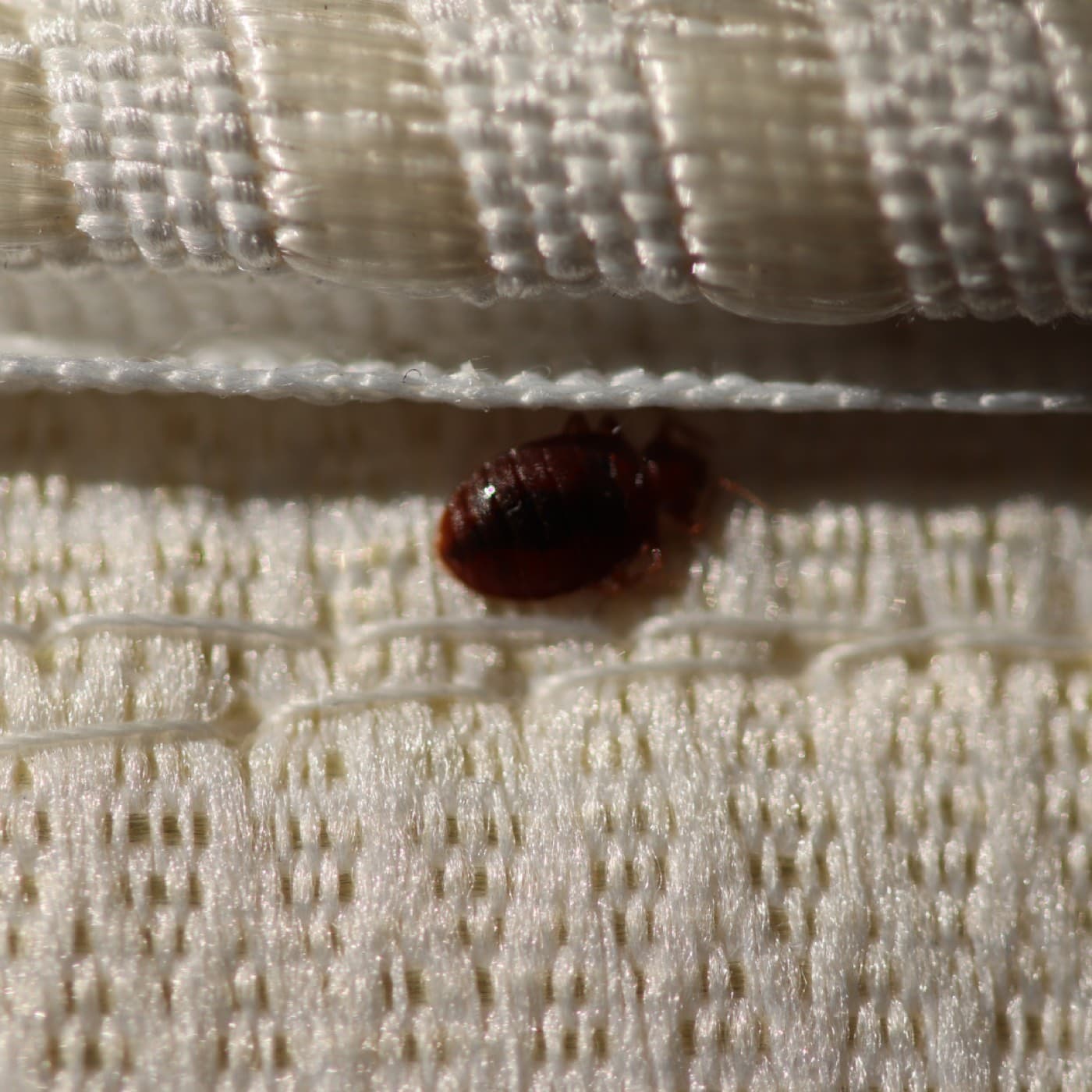Bed Bug Treatment