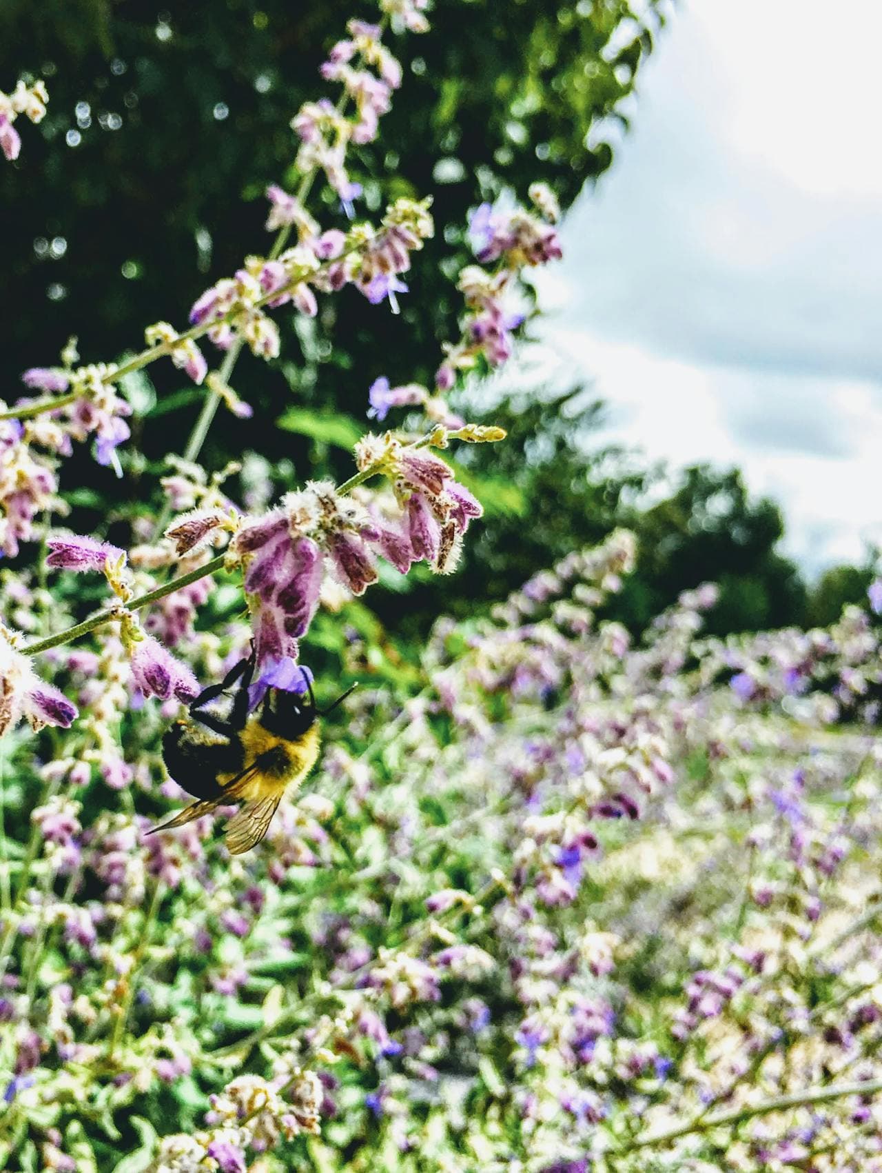 Carpenter Bees
