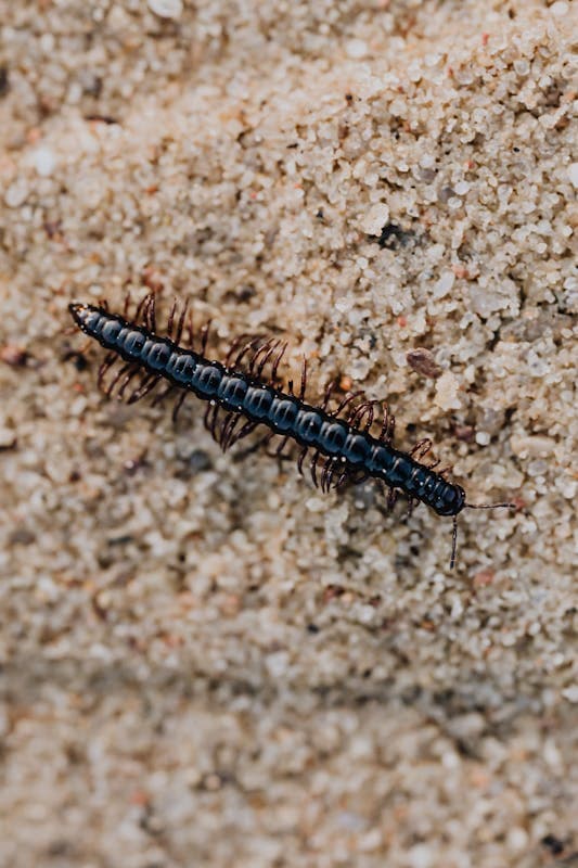 Occasional Invaders