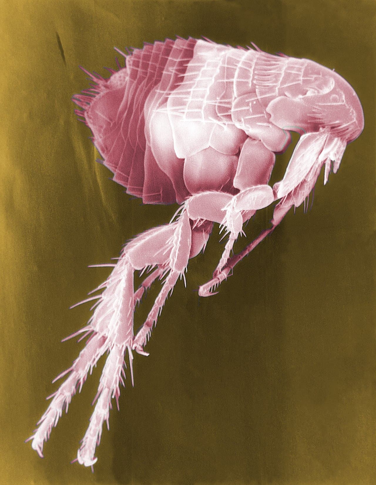 Fleas