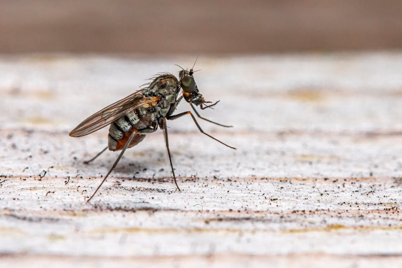 Flies