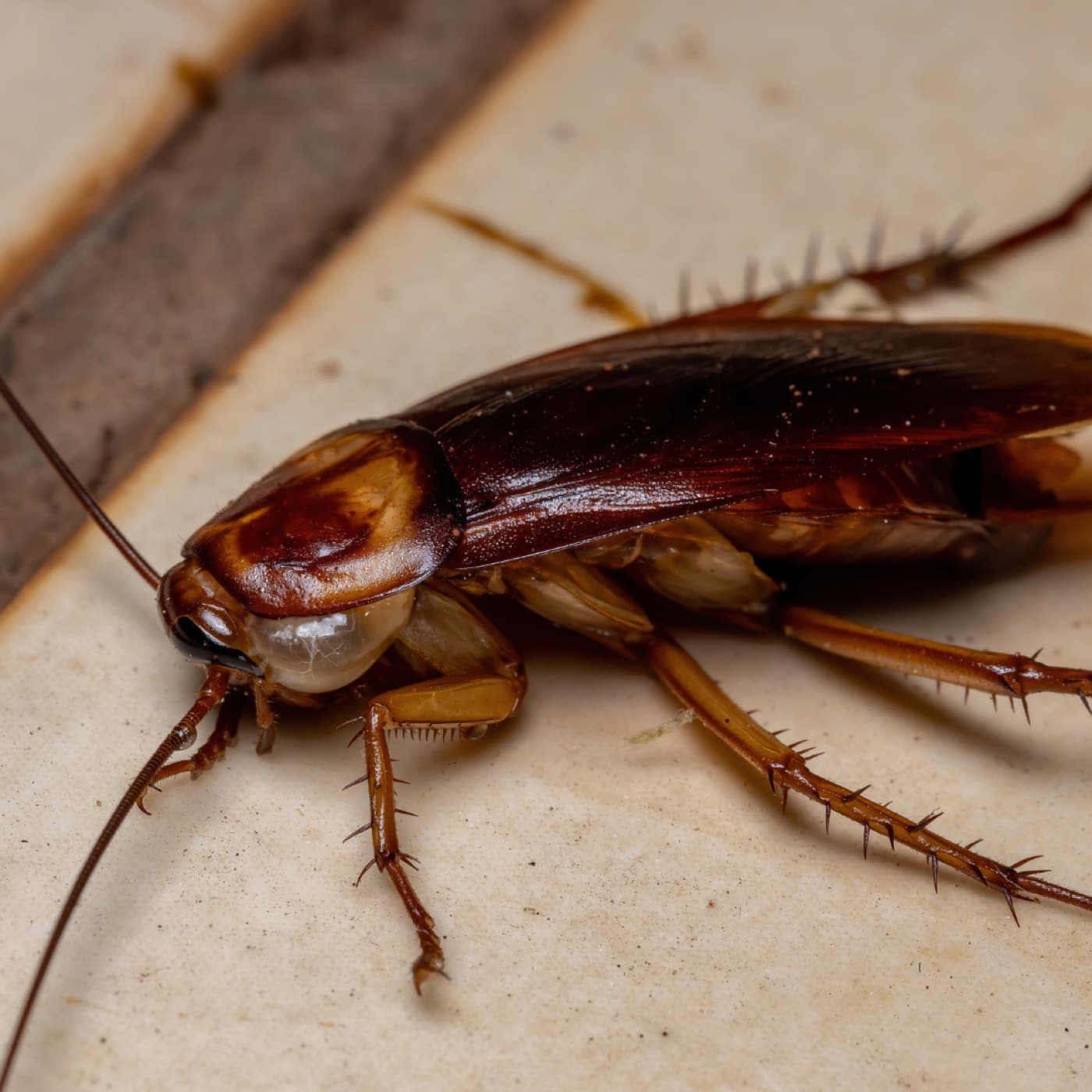 German Cockroach Control