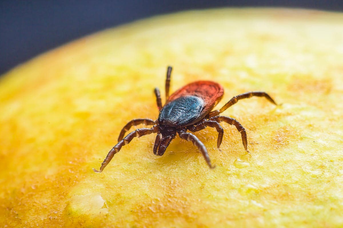 Ticks & Mosquitoes