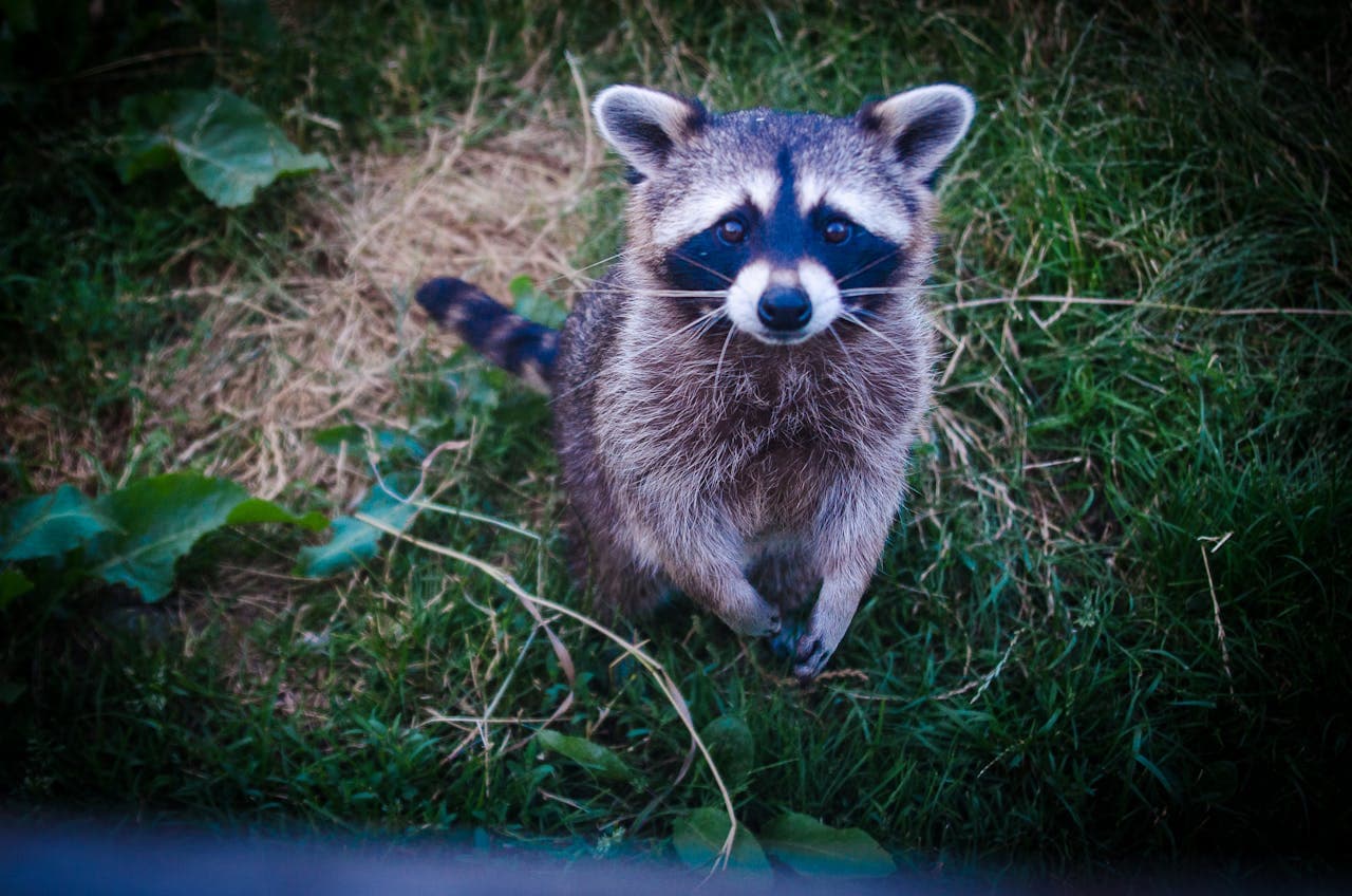 Wildlife & Nuisance Animals